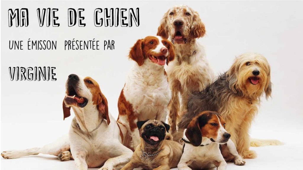 Ma vie de chien